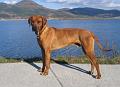 junior (8)